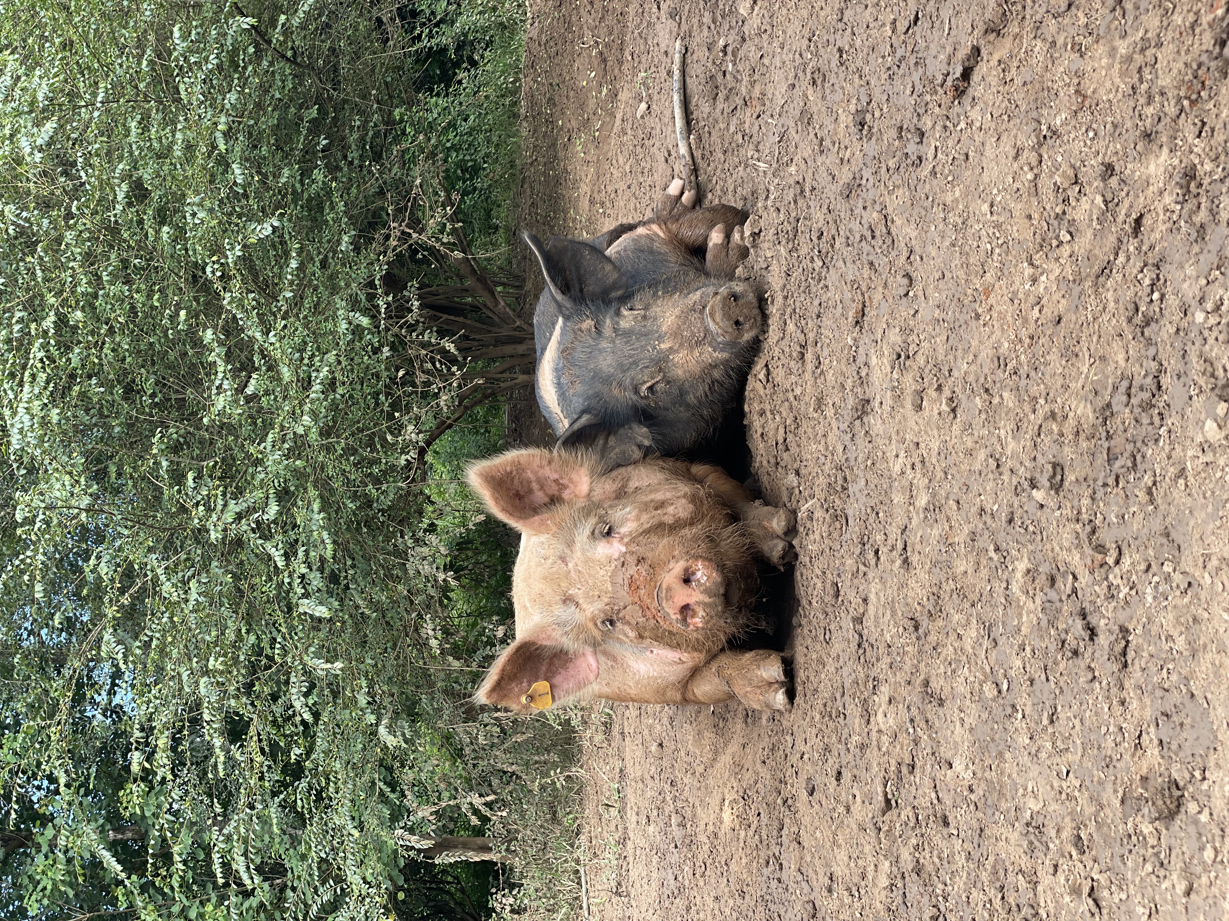 Two pigs in pasture