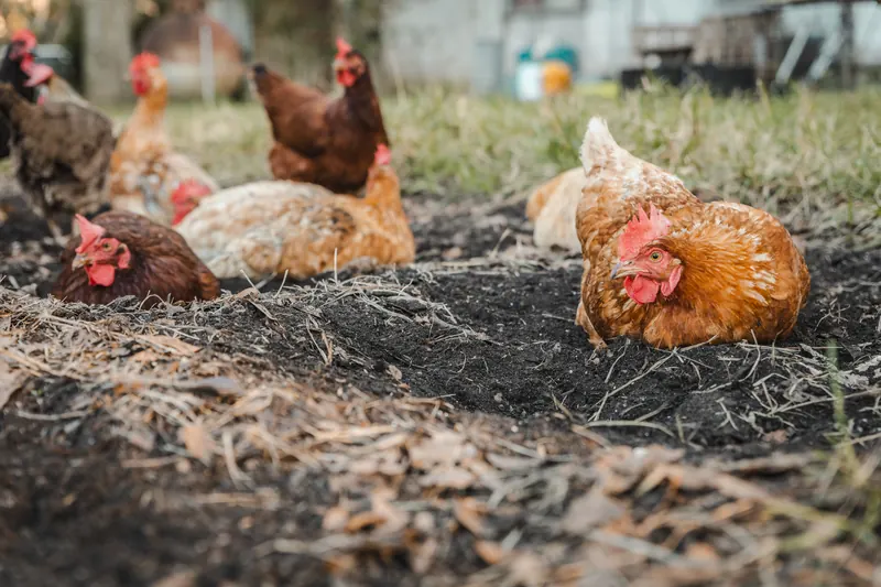 Chickens dust bathing