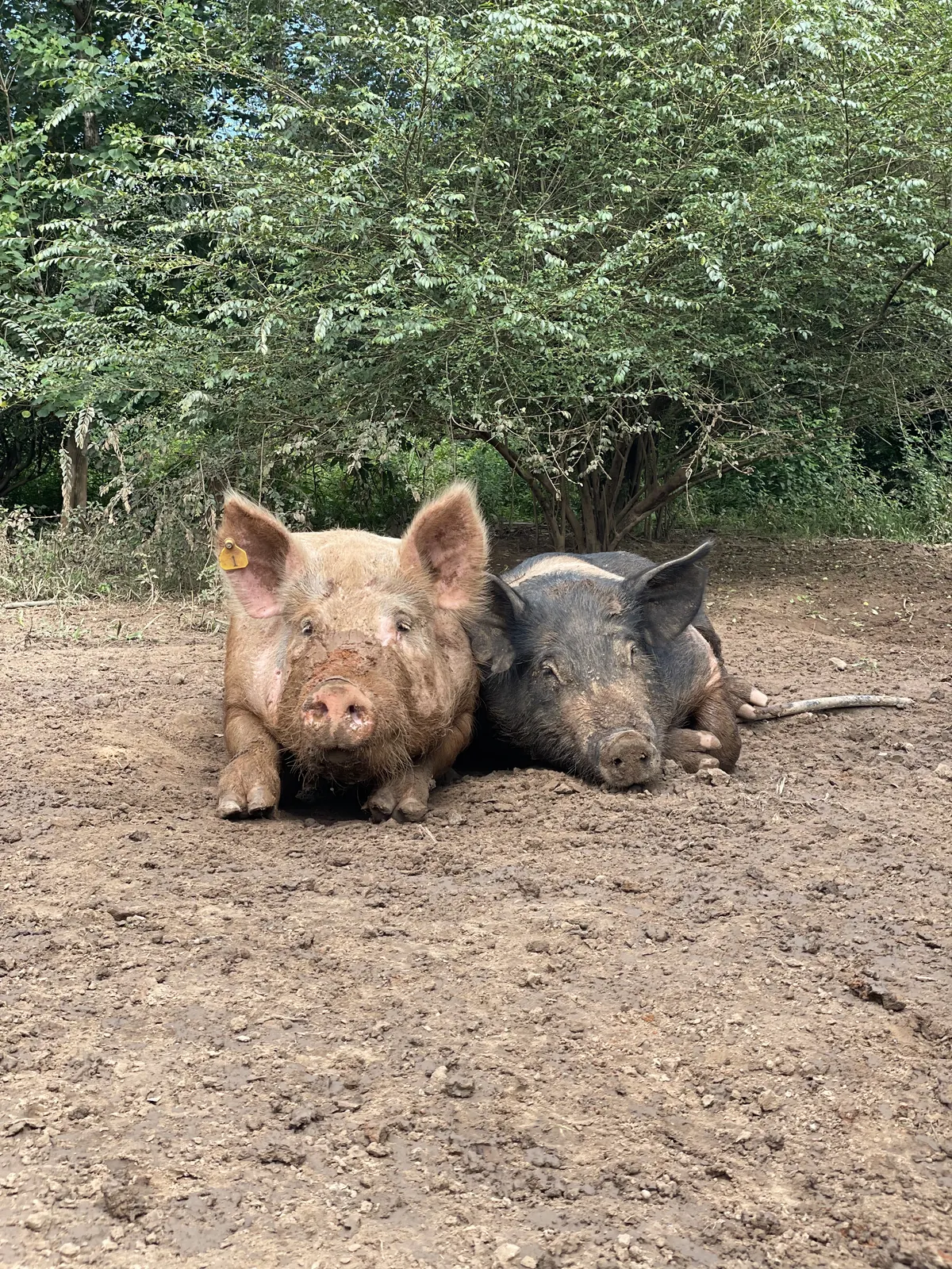 Two pigs grazing on open pasture