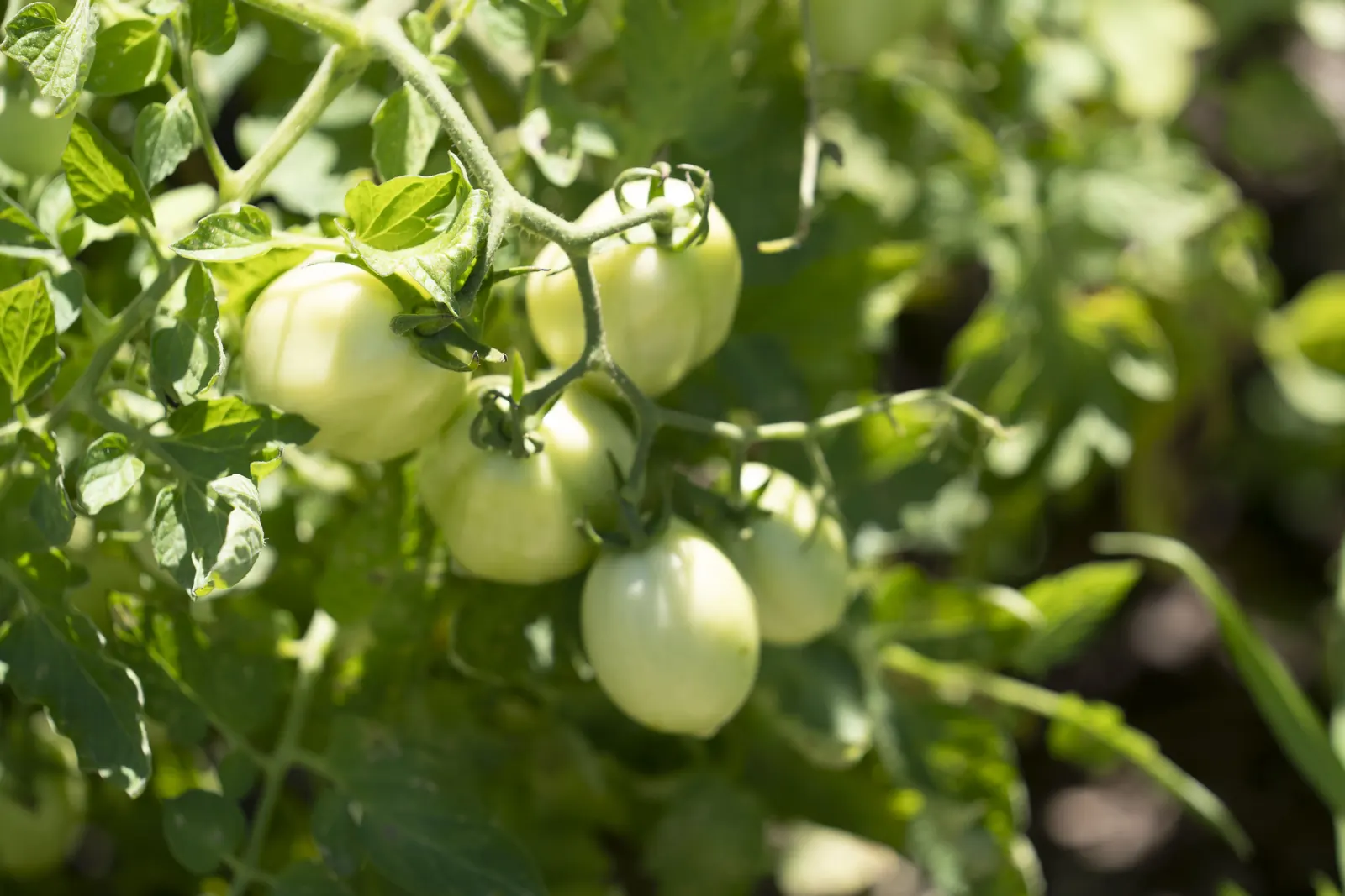 Tomatoes ripening in the garden at Rose Wagon Ranch